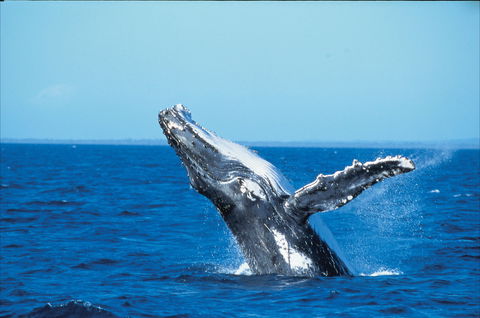 Whale Watching On Keswick Island - Find Attractions 0