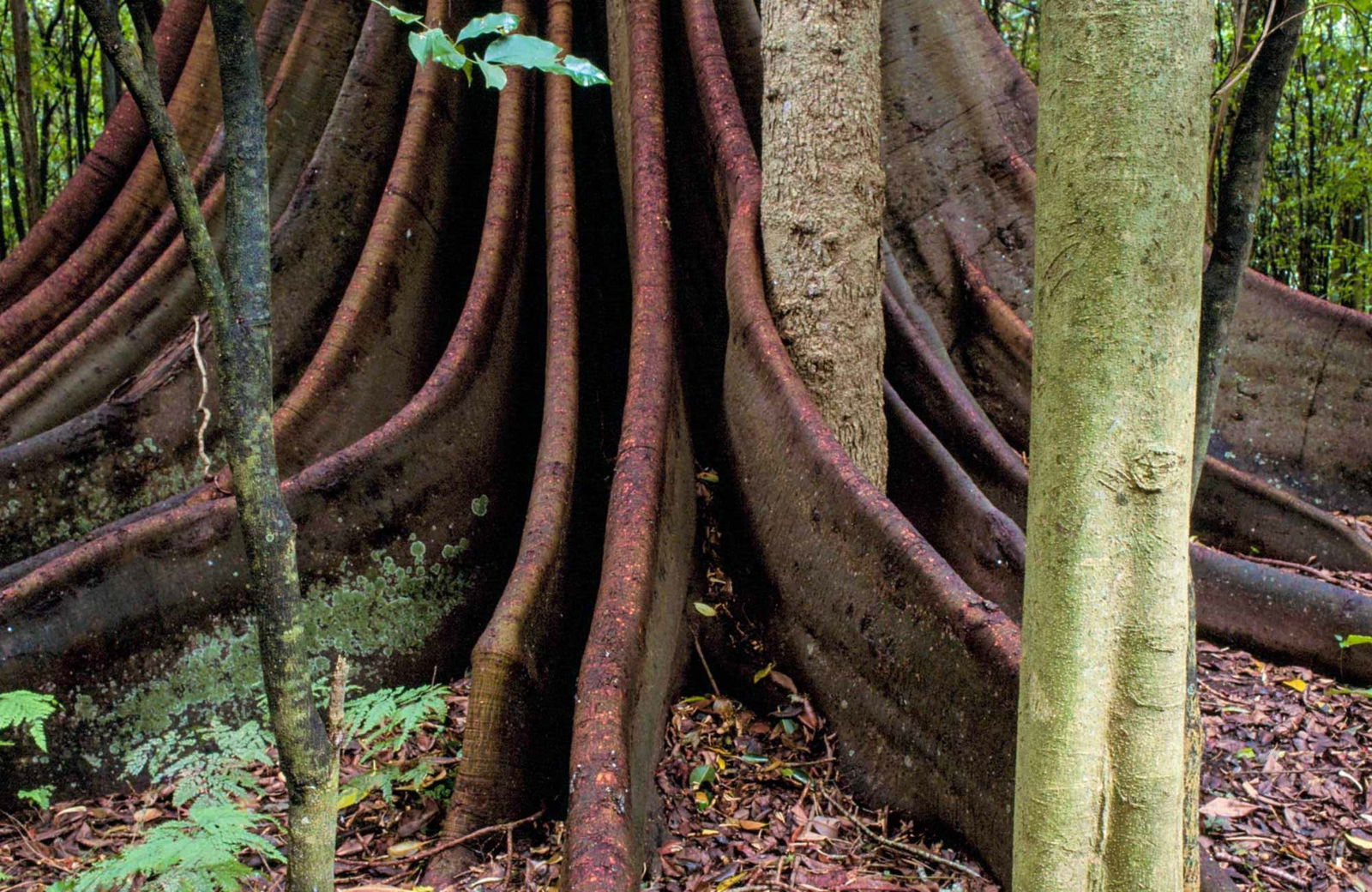 Yarratt Forest NSW Find Attractions