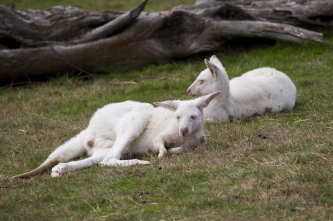 Yarra Valley Nocturnal Zoo - Find Attractions 0