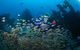 Aarhus Dive Site - thumb 0