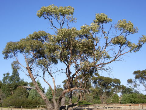 Australian Inland Botanic Gardens - Find Attractions 1