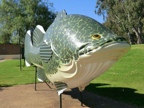 Big Murray Cod - Find Attractions 0
