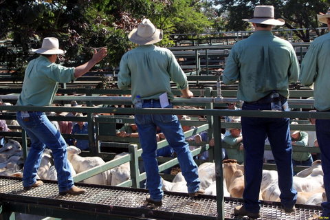 Blackall Saleyards - Find Attractions 2