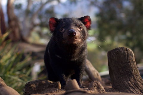Bonorong Wildlife Sanctuary - Find Attractions 0