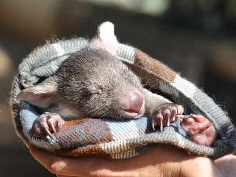 Bonorong Wildlife Sanctuary - Find Attractions 2