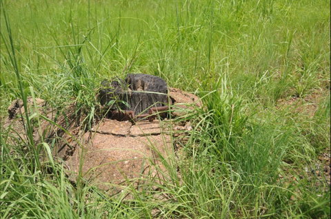 Brocks Creek Chinatown And Temple Site - Find Attractions 0