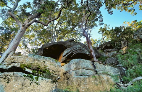 Burrawang Reach Picnic Area - Find Attractions 0