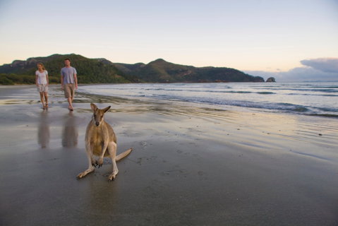 Cape Hillsborough National Park - Find Attractions 0
