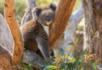 Cleland Wildlife Park
