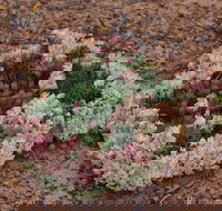Coorow Wreath Flowers - Find Attractions