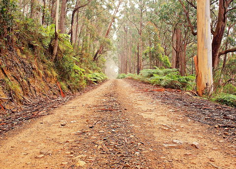 Cycle Mogo State Forest - Find Attractions 1