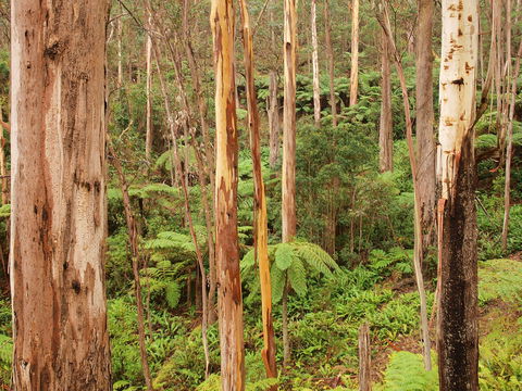 Cycle Mogo State Forest - Find Attractions 2