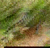 Grass Tree Circuit - Find Attractions