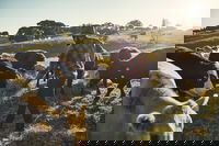 Hinterland Full Day Self Drive Tour