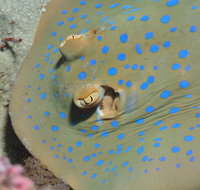 Jorgey's Patch Dive Site - Find Attractions
