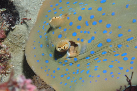 Jorgey's Patch Dive Site - Find Attractions 0