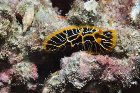 Jorgey's Patch Dive Site - Find Attractions 1
