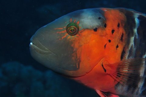 Jorgey's Patch Dive Site - Find Attractions 2
