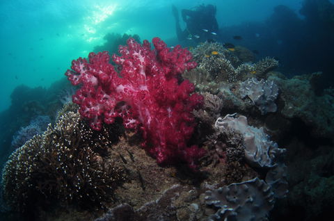 Luncheon Bay Dive Site - Find Attractions 0
