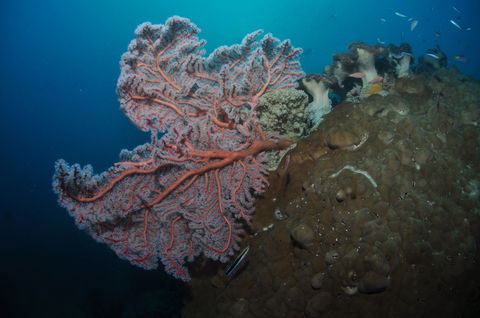 Luncheon Bay Dive Site - Find Attractions 1
