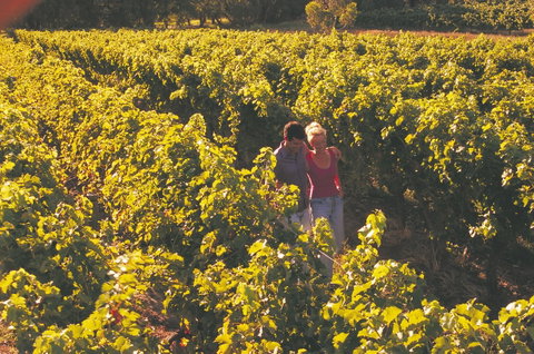 Margaret River Certified Organic And Biodynamic Wine Trail - Find Attractions 2