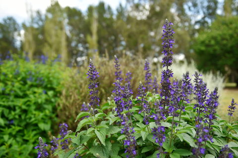 Picton Botanic Gardens - Find Attractions 1