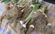 Queanbeyan Park Market - thumb 0
