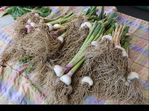Queanbeyan Park Market - Find Attractions 0