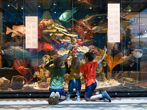 Queensland Museum - Find Attractions 1