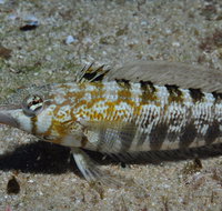 Shelving Beach Dive Site - Find Attractions