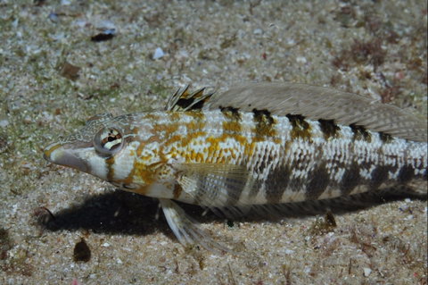 Shelving Beach Dive Site - Find Attractions 0