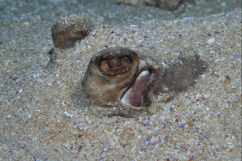 Shelving Beach Dive Site - Find Attractions 1