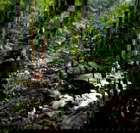 Strickland State Forest - Find Attractions