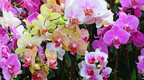 Tinonee Orchid Nursery - Find Attractions 0