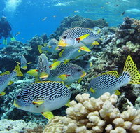 Twin Peaks Dive Site - Find Attractions