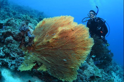 Wistari Wall - Find Attractions 0