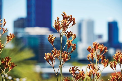 A Day In Perth - Find Attractions 1