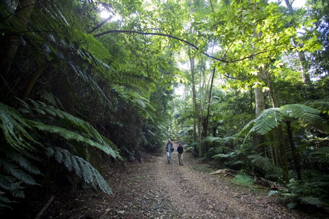 Booloumba Falls Walk, Conondale National Park - Find Attractions 2