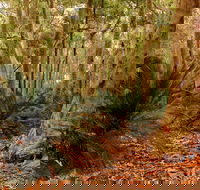Burrawang Walking Track - Find Attractions