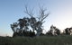 Cooleman Ridge - thumb 1