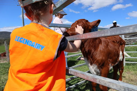 Farm Visit  Dungog - Find Attractions 0