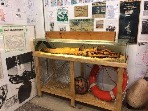 George The Giant Squid Display, Wallaroo - Find Attractions 0