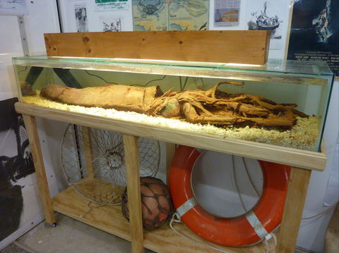 George The Giant Squid Display, Wallaroo - Find Attractions 1