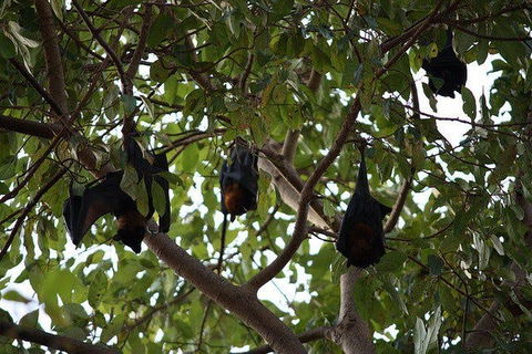 Manngarre Rainforest Walk - Find Attractions 0