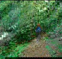 Mount Cougal Springbrook National Park - Find Attractions