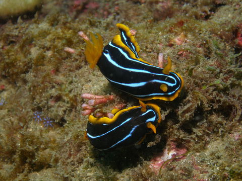 Mudjimba (Old Woman) Island Dive Site - Find Attractions 1