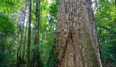 Murray Scrub Walking Track - Find Attractions 0