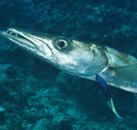 Norman Reef Dive Site - Find Attractions