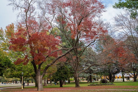 Queanbeyan Central Park - Find Attractions 1