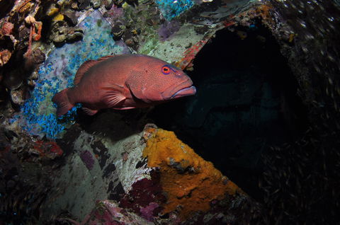 Severance Shipwreck Dive Site - Find Attractions 1